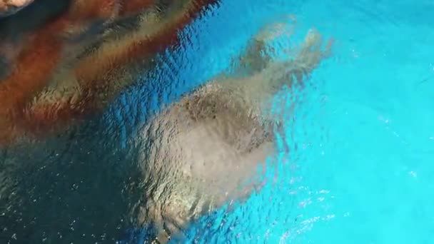 Tricheco (Odobenus rosmarus); Slow Motion of Walrus che nuota nell'acquario — Video Stock