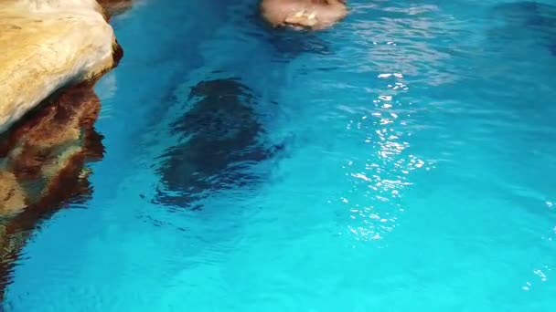 Θαλάσσιος ίππος (Οντομπενίδης Αργή κίνηση του θαλάσσιου ίππου κολύμπι στο ενυδρείο — Αρχείο Βίντεο