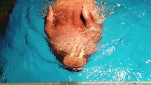 Walross (odobenus rosmarus); im Aquarium schwimmende Walrosse in Zeitlupe — Stockvideo