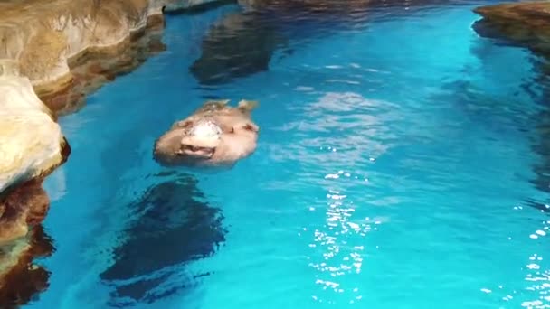Morsa (Odobenus rosmarus); Movimiento lento de la morsa nadando en el acuario — Vídeos de Stock