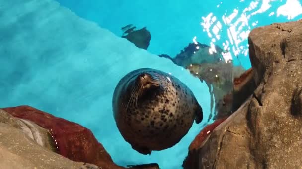 Zeitlupe des Seehundschwimmens im Aquarium — Stockvideo