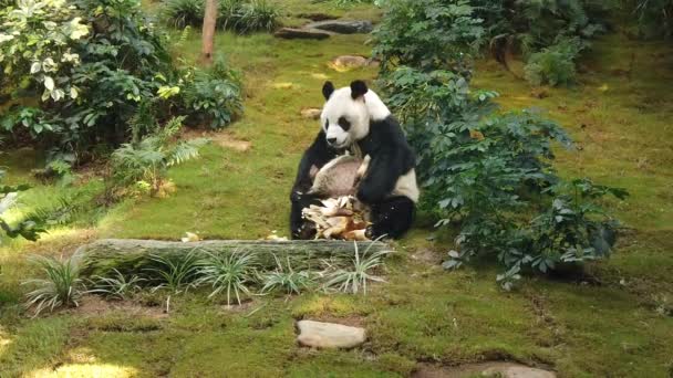 Cámara lenta de panda gigante comiendo bambú — Vídeo de stock