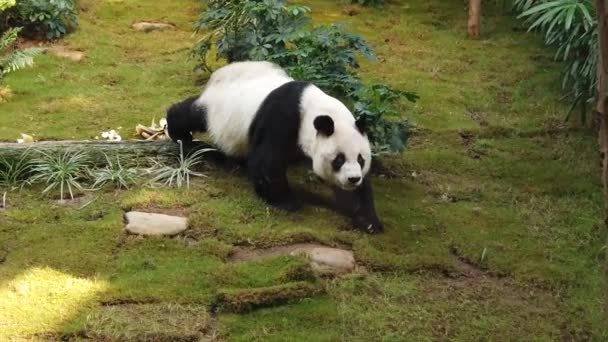 Slow motion of Giant panda eating bamboo — Stock Video