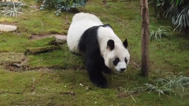 Cámara lenta de panda gigante comiendo bambú — Vídeo de stock