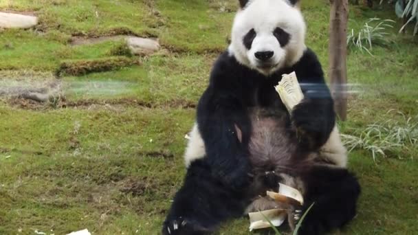 Cámara lenta de panda gigante comiendo bambú — Vídeo de stock