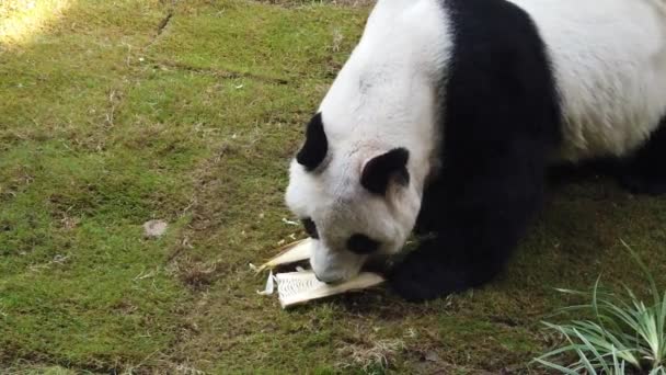 Slow Motion av Giant Panda äta bambu — Stockvideo