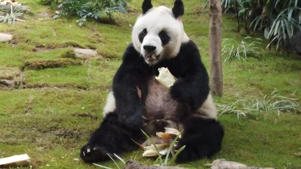 Cámara lenta de panda gigante comiendo bambú — Vídeo de stock