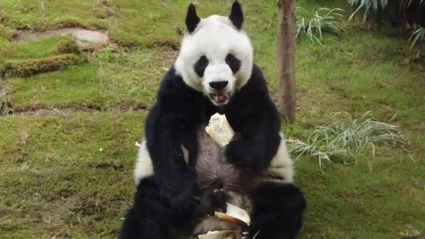 Mișcarea lentă a panda gigant care mănâncă bambus — Videoclip de stoc