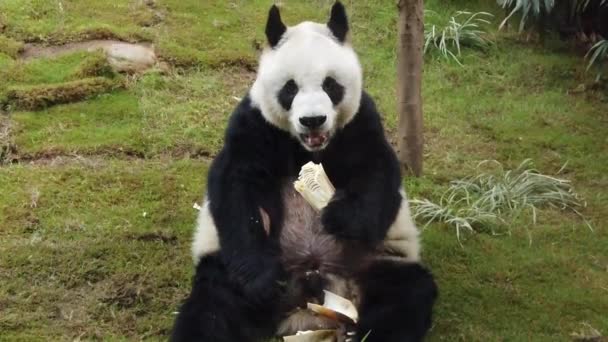 Slow motion of Giant panda eating bamboo — Stock Video