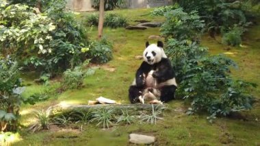 Dev panda bambu yeme yavaş hareket