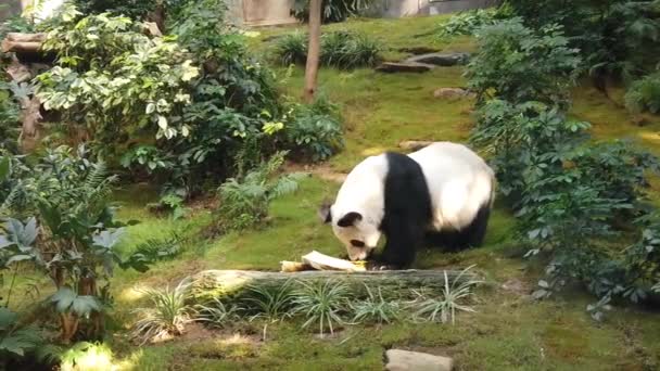 Rallentatore del panda gigante che mangia bambù — Video Stock