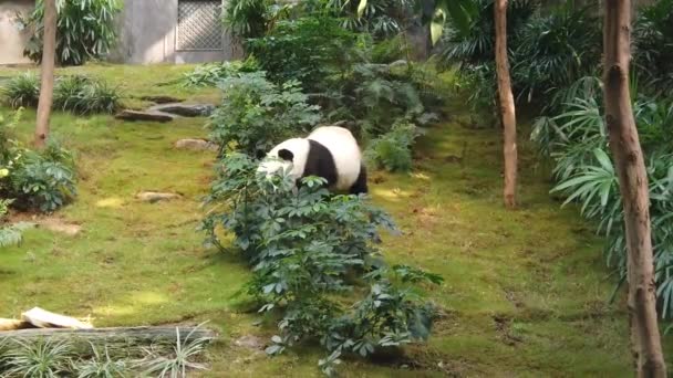 Cámara lenta de panda gigante comiendo bambú — Vídeos de Stock