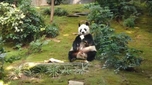 Замедленное движение гигантской панды, поедающей бамбук — стоковое видео