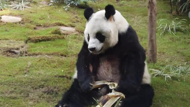 Câmera lenta de panda gigante comendo bambu — Vídeo de Stock