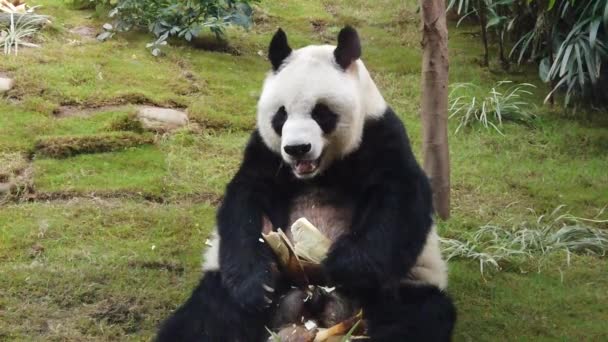 Cámara lenta de panda gigante comiendo bambú — Vídeo de stock