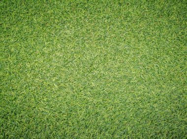 Doğa yeşil çim arka plan