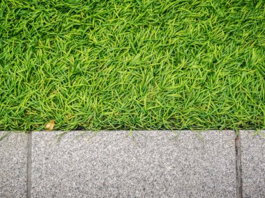 Doğa yeşil çim arka plan