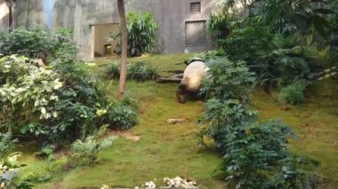 Dev panda bambu yeme yavaş hareket