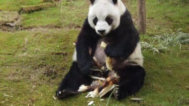 Dev panda bambu yeme yavaş hareket