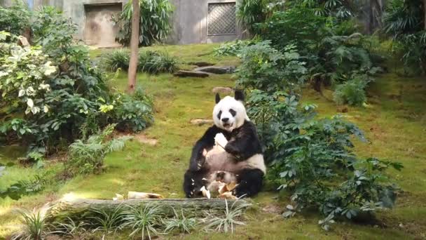 Powolny ruch Panda Giant jedzenia bambusa — Wideo stockowe