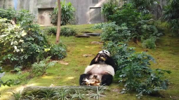 竹を食べるジャイアントパンダのスローモーション — ストック動画