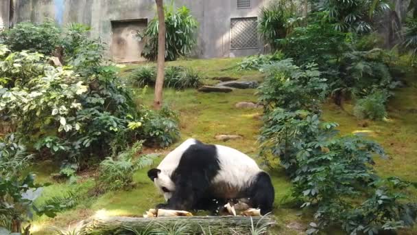 Slow motion of Giant panda eating bamboo — Stock Video