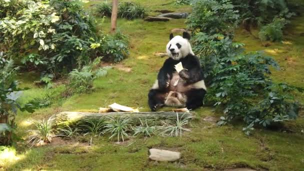 Lassú mozgását Giant Panda étkezési bambusz — Stock videók