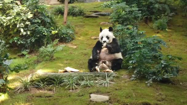 Slow Motion van reuzenpanda die bamboe eet — Stockvideo