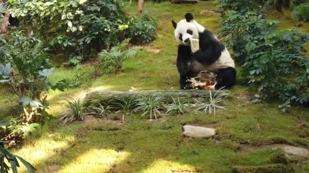 Замедленное движение гигантской панды, поедающей бамбук — стоковое видео