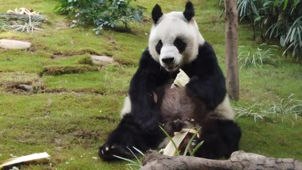 Slow Motion van reuzenpanda die bamboe eet — Stockvideo