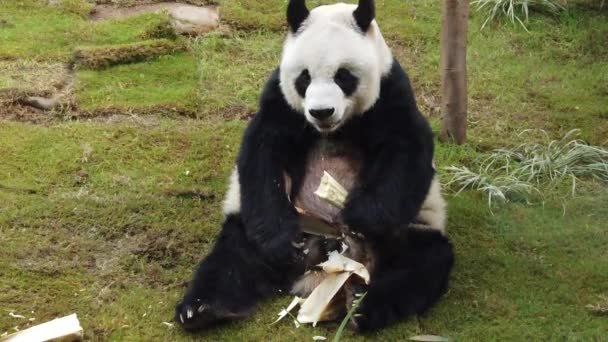 Cámara lenta de panda gigante comiendo bambú — Vídeo de stock