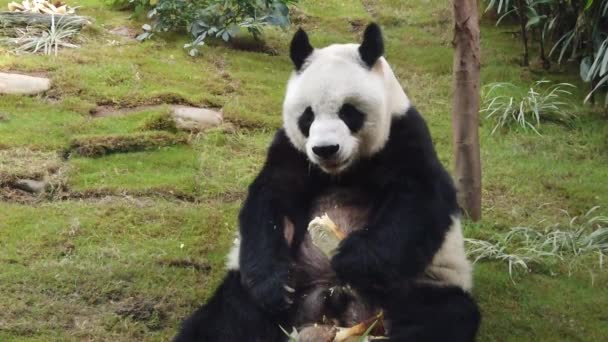 Slow motion of Giant panda eating bamboo — Stock Video