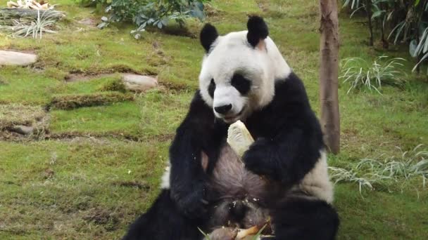 Повільний рух гігантської панди їсть бамбук — стокове відео