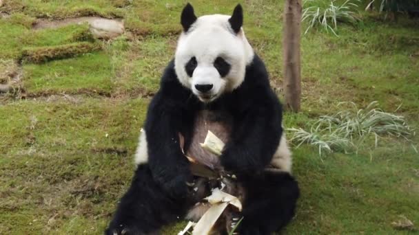 Au ralenti du panda géant mangeant du bambou — Video
