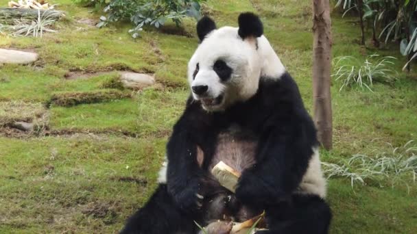 Powolny ruch Panda Giant jedzenia bambusa — Wideo stockowe