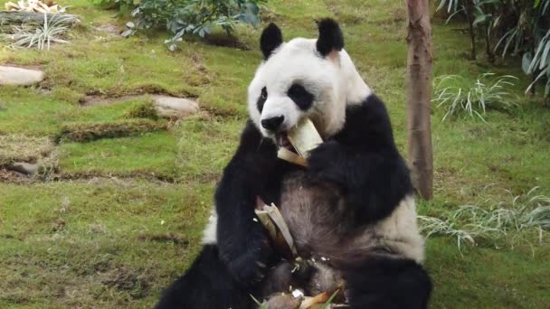 Slow motion of Giant panda eating bamboo — Stock Video