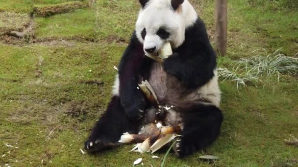 Slow motion of Giant panda eating bamboo — Stock Video