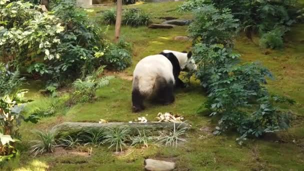 Câmera lenta de panda gigante comendo bambu — Vídeo de Stock