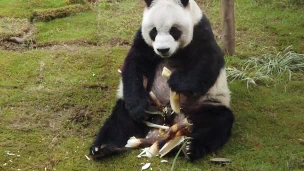 Повільний рух гігантської панди їсть бамбук — стокове відео