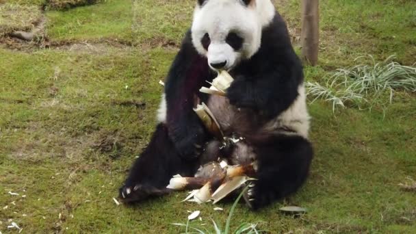 Slow Motion van reuzenpanda die bamboe eet — Stockvideo