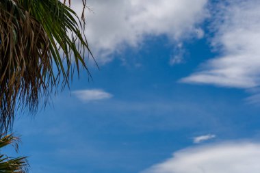 Ağaçlı mavi gökyüzü. arka plan veya doku için