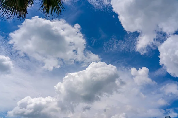 Céu azul com árvore. para fundo ou textura — Fotografia de Stock