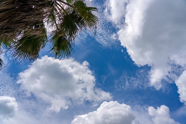 Céu azul com árvore. para fundo ou textura — Fotografia de Stock