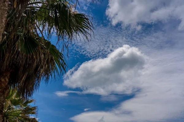 Blå himmel med träd. för bakgrund eller textur — Stockfoto