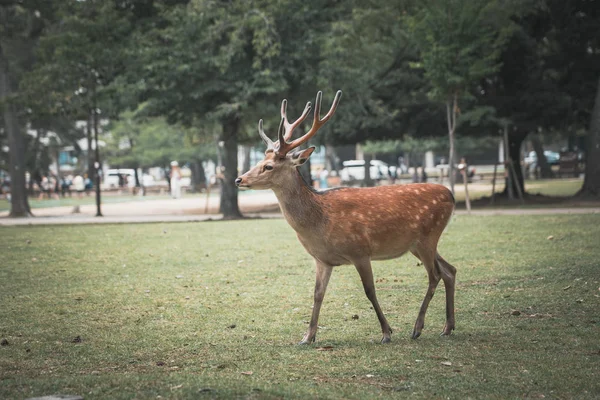 公園の鹿 — ストック写真