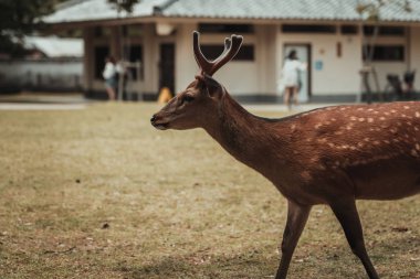 Nara, Japonya, 18 Haziran 2019: Ziyaretçiler Nara, Japonya'da yaban geyiklerini besliyor. Nara Japonya'da önemli bir turizm beldesidir
