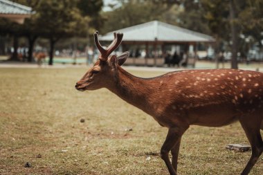 Nara, Japonya, 18 Haziran 2019: Ziyaretçiler Nara, Japonya'da yaban geyiklerini besliyor. Nara Japonya'da önemli bir turizm beldesidir