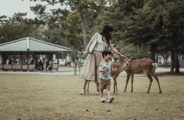 Nara, Japonya, 18 Haziran 2019: Ziyaretçiler Nara, Japonya'da yaban geyiklerini besliyor. Nara Japonya'da önemli bir turizm beldesidir