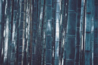 Arashiyama Sagano Bambu Ormanı