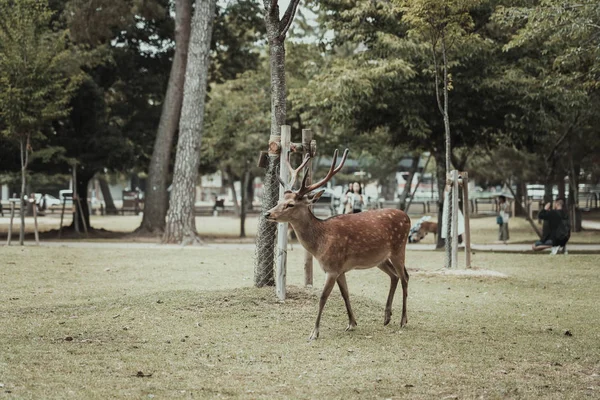 Nara Japan June 2019 Visitors Feed Wild Deer Nara Japan — Stock Photo, Image